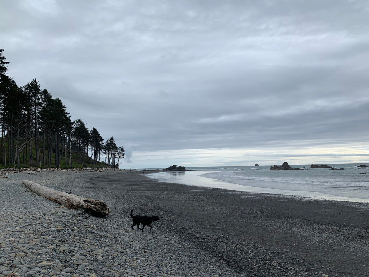 Olympic Peninsula Experience